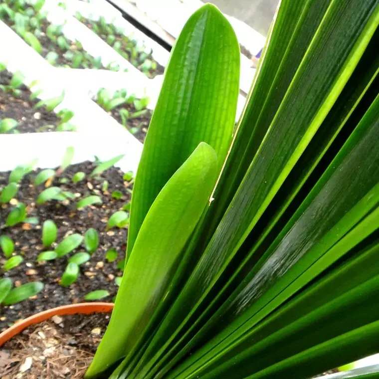 君子兰秋天怎样施肥怎样管理,君子兰浇水干透浇透是否正确