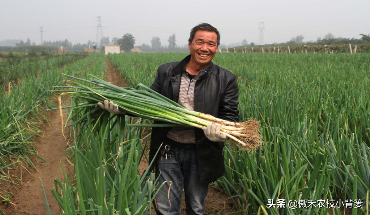 怎样种出大葱,如何种出来的大葱甜不辣