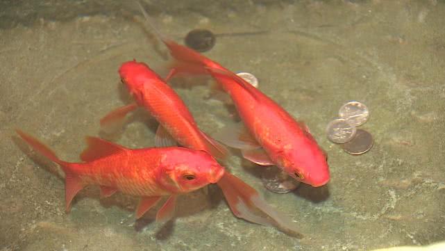 在成都比自贡还辣的自贡菜,在成都吃自贡菜