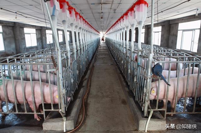 养猪小苏打拌料的用途,小苏打加葡萄糖在养猪中的应用
