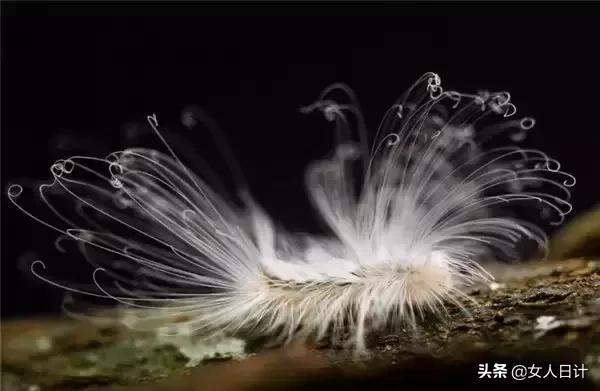 致命的60种动物,这100种动物你都认识吗