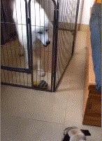 狗到底有多聪明,狗到底有多可爱