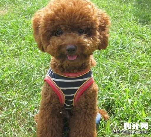 泰迪犬的叫声是怎么样的,泰迪犬的叫声录音