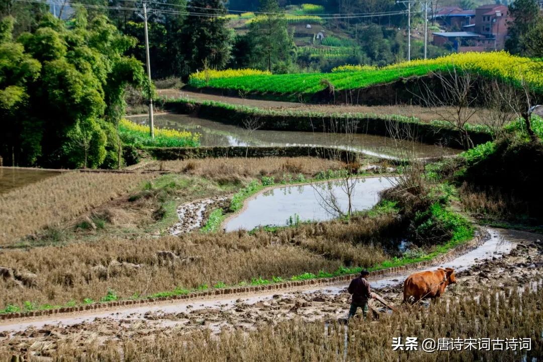 老翁七十犹强健，没膝春泥夜叱牛