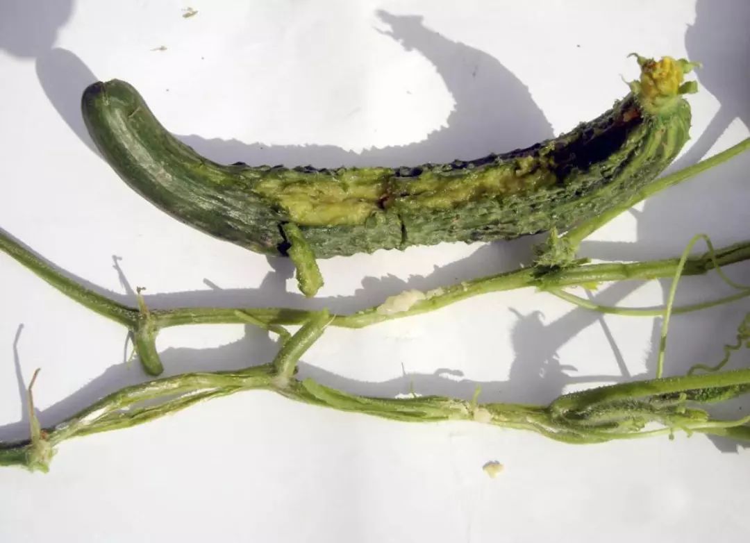 黄瓜病害图谱和防治黄瓜药害,黄瓜瓜条病害图谱