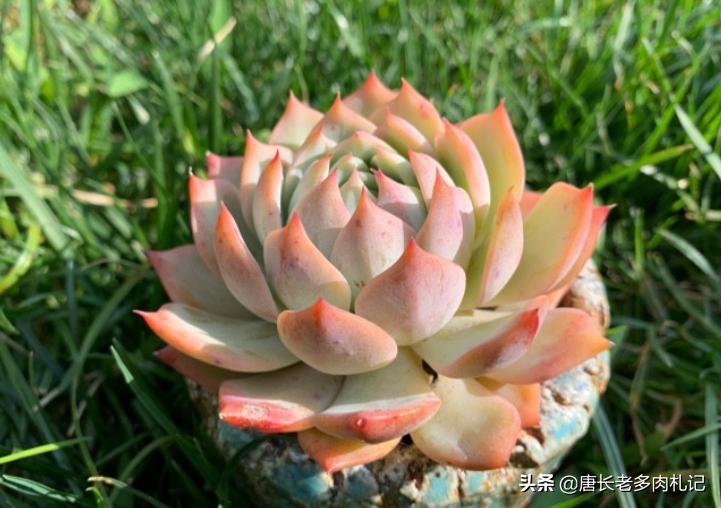 新买的裸根多肉修根后要晾几天,刚买的裸根多肉如何栽种