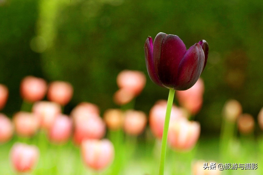 郁金香诗句经典五言,郁金香古诗词