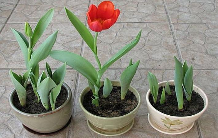 郁金香怎么养才发芽快,郁金香发芽了怎么栽培好