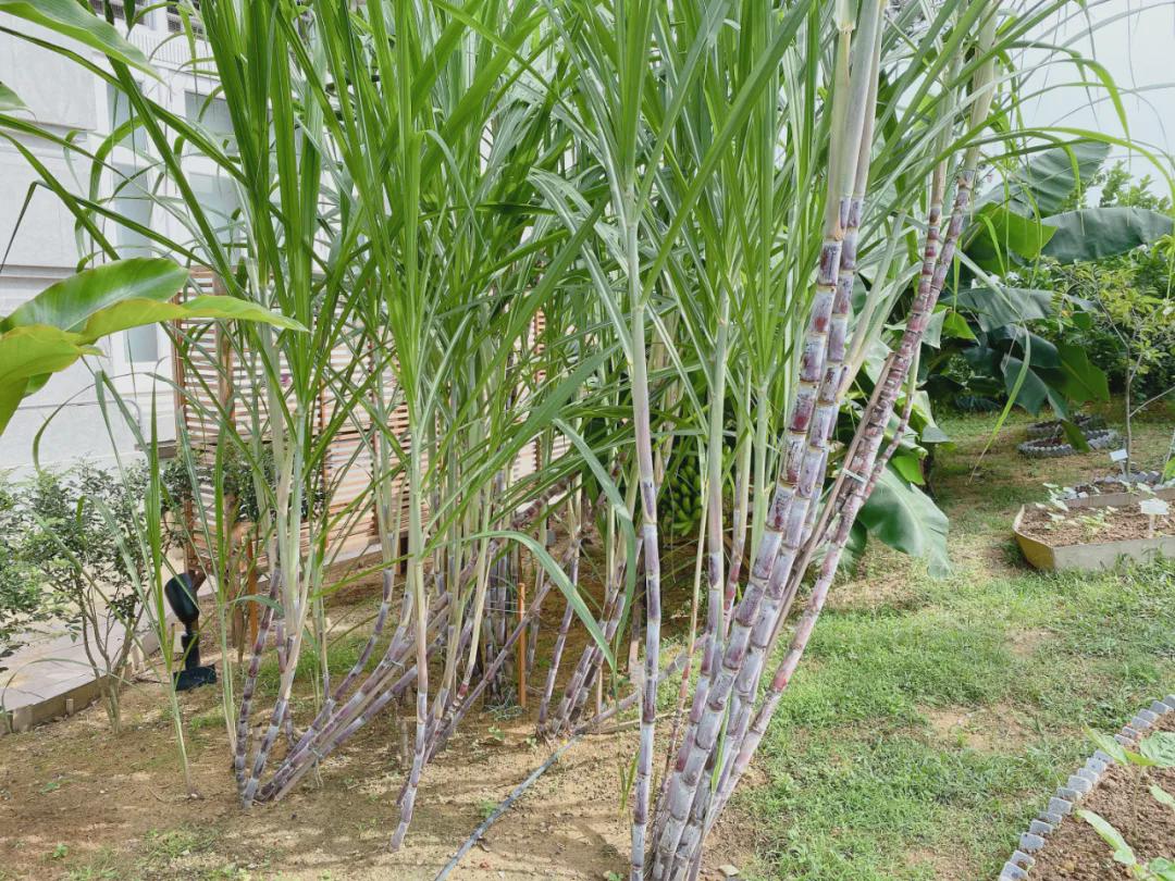 新加坡十大必住酒店,在新加坡住酒店多少钱