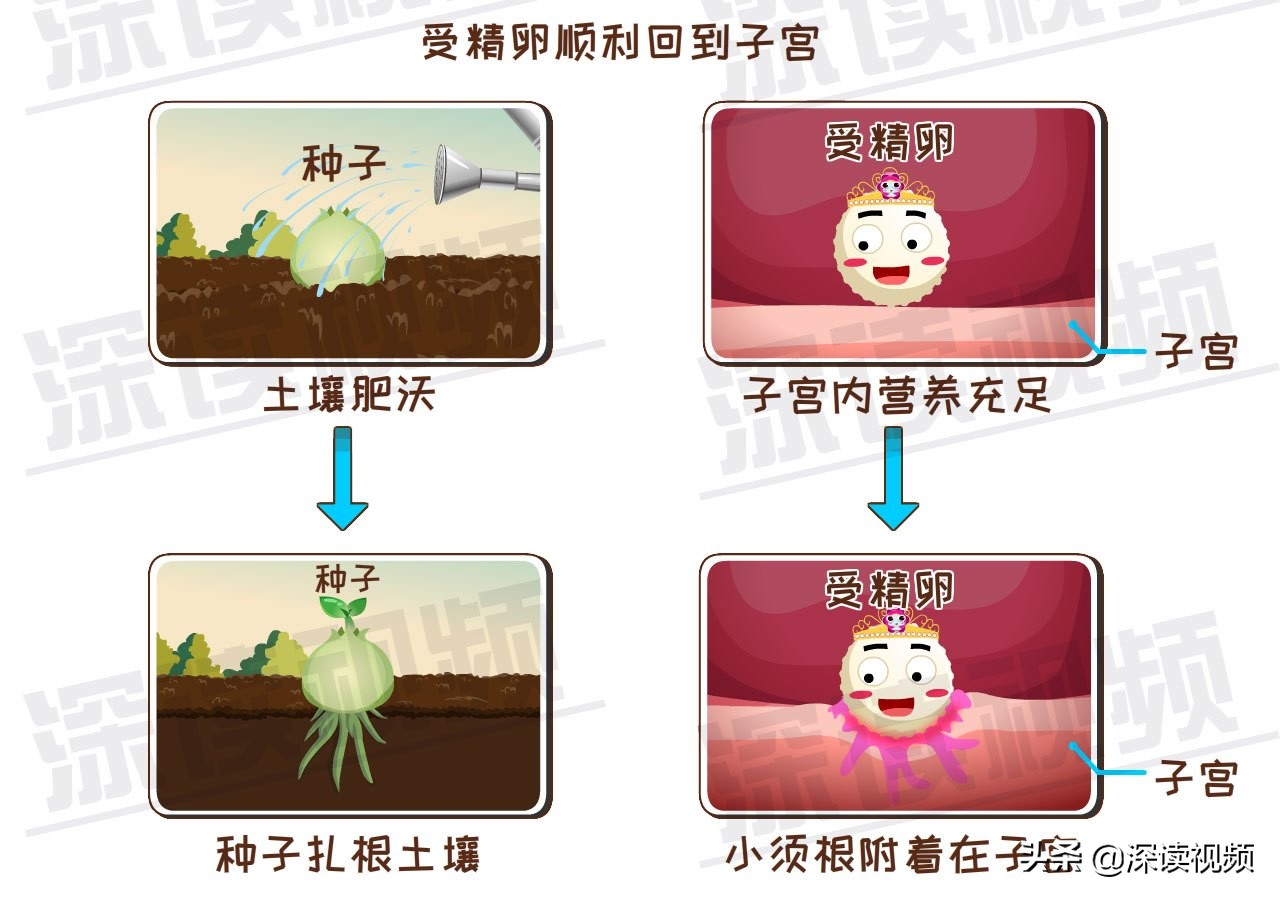 受精卵缘何子宫外安家