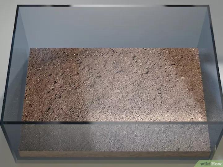 怎么养蜗牛宠物,怎么养野生蜗牛做宠物