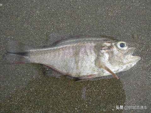 深圳市昨天晚上下雨了吗,深圳下雨天空变绿