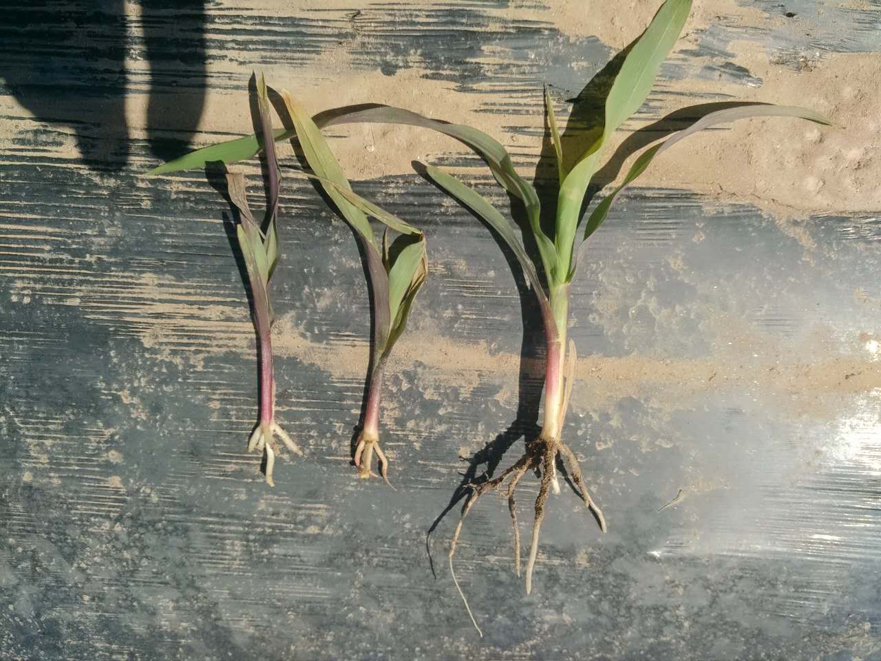 玉米苗叶片有黄条,玉米苗叶片发白原因及防治方法