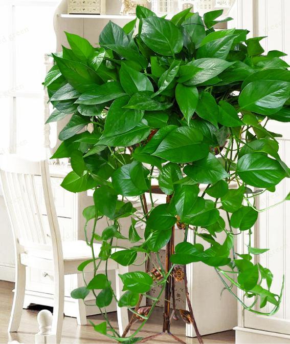 绿萝怎么浇水才养得旺盛,怎样给绿萝浇水才能长得更旺盛