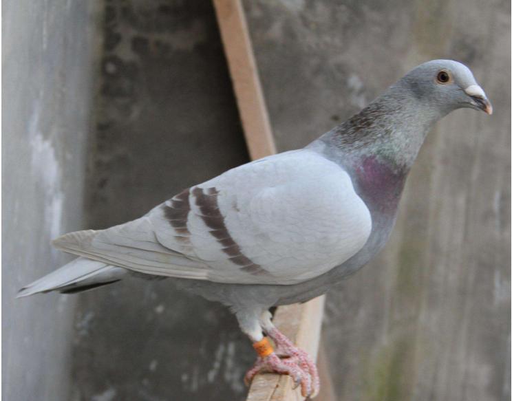 如何科学的给鸽崽换巢？