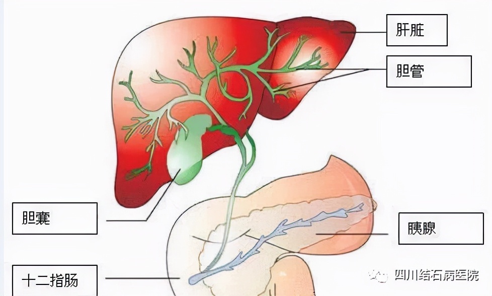 治胆结石是个小手术吗,胆结石是保胆好还是摘除好