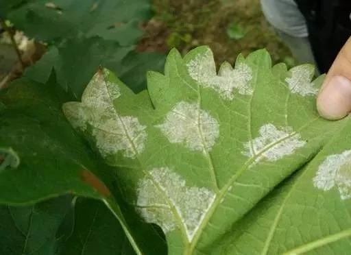 有关葡萄的病症,葡萄新梢病害图谱