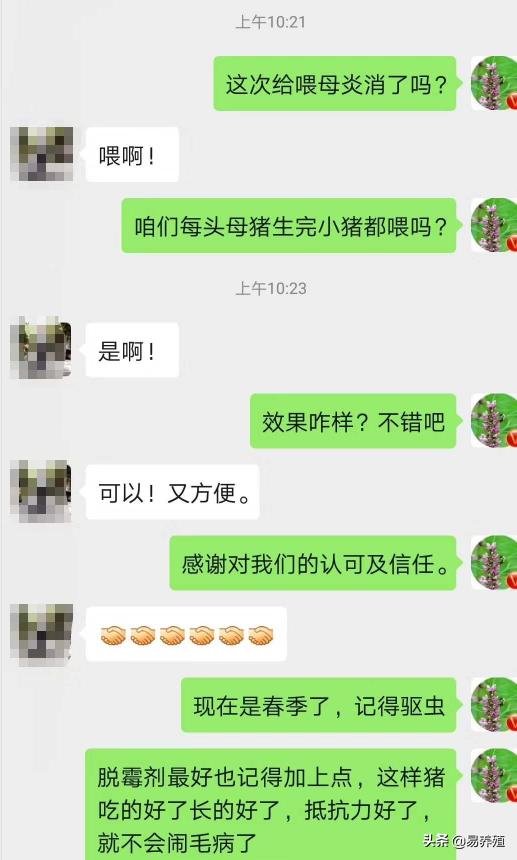 母猪刚产完猪仔应打什么药呢,刚产母猪打什么消炎针