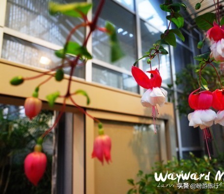 日本关西京都奈良旅游,日本关西自由行之奈良