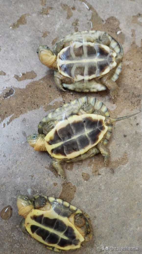龟友都是怎么养乌龟的,新手怎么养黄喉龟