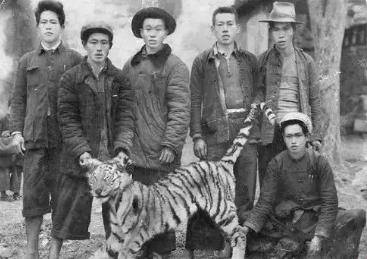 回顾常德会战八千虎贲的始末,人虎之战真实故事