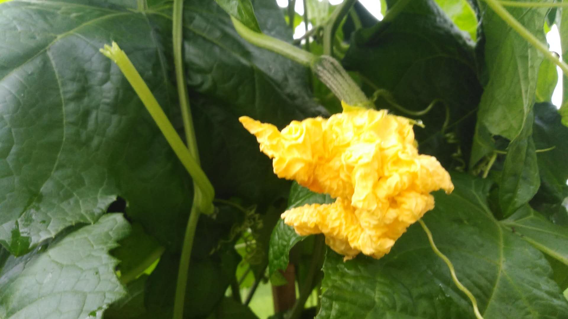 丝瓜花蒂处发霉还可以吃吗,丝瓜苗茎部老是烂是什么病