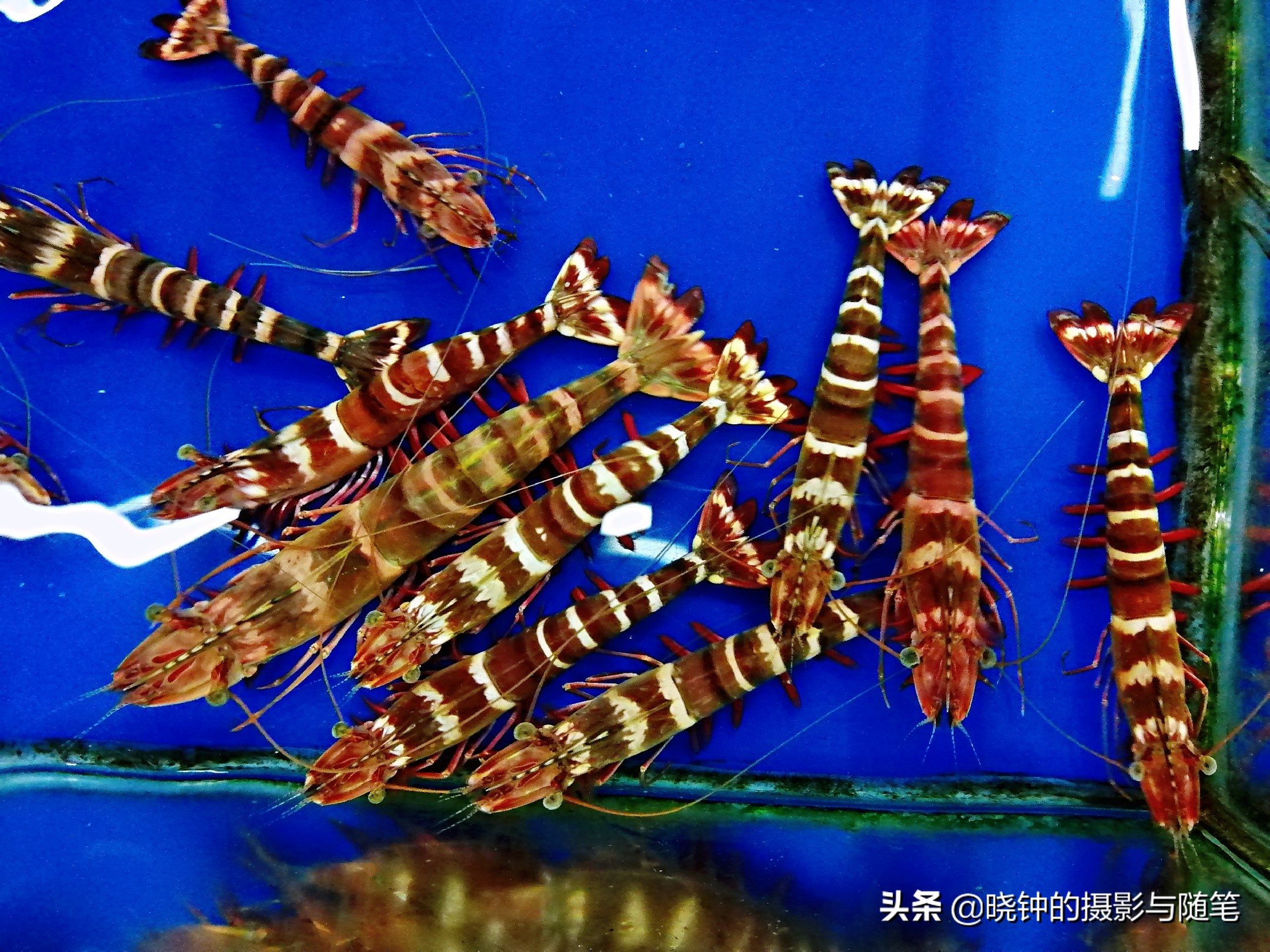 岘港最好吃的海鲜餐厅,岘港海鲜