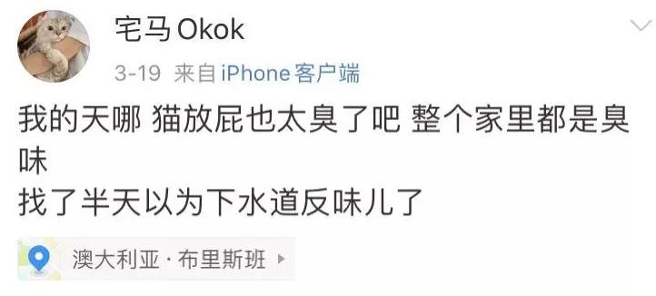 猫在床上尿臭味怎么消除,猫咪放了屁整个身子都臭