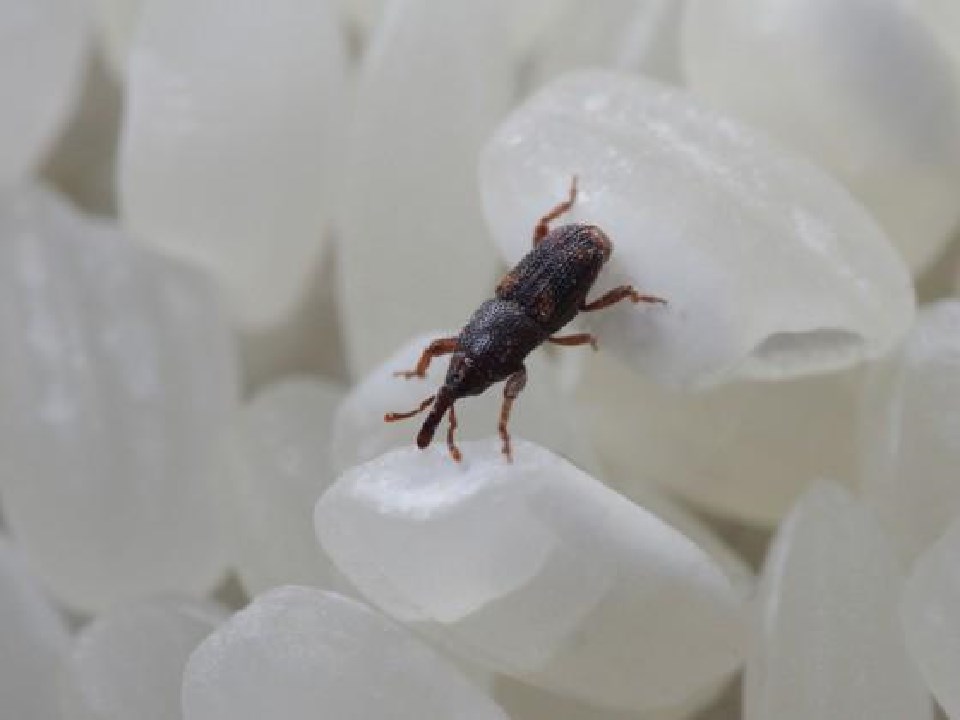 为什么密封好的大米也会生虫,大米生虫还有黑色粉末是虫卵吗