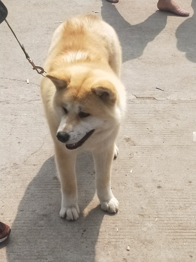 小伙去狗场抓德牧,开封狗市抓狗