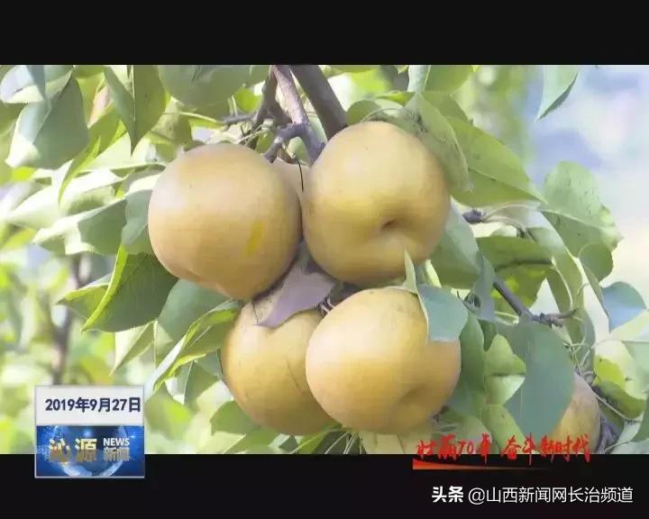 「绿色沁源」交口乡长征村：晚秋黄梨种植开启“黄金之路”