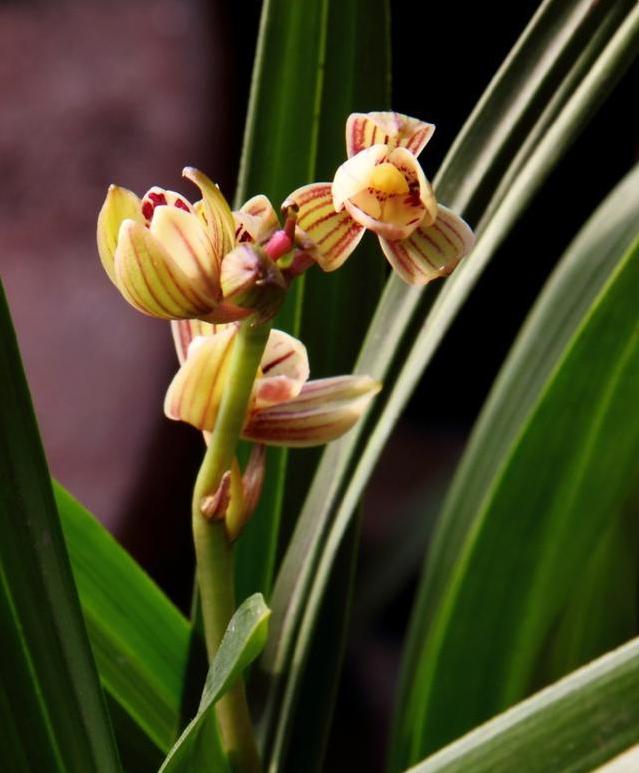 建兰哪个品种开花时间长,建兰哪个品种最香且花期长