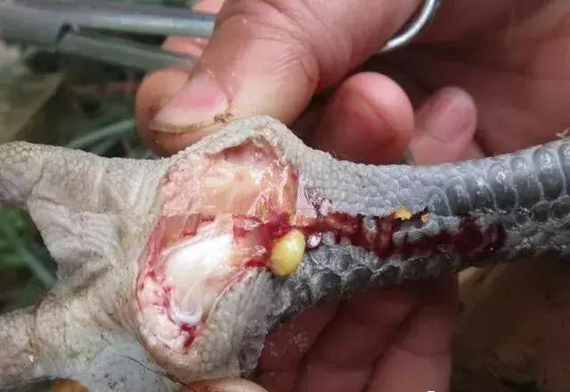 滑液囊肿会自行消失吗,青年鸡得了滑液囊真的治不好了吗