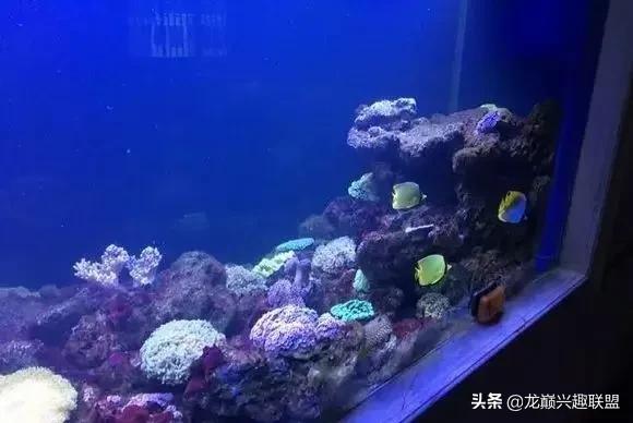 楸肩几濡傛璞皵,楂樼楸肩几椴ㄩ奔