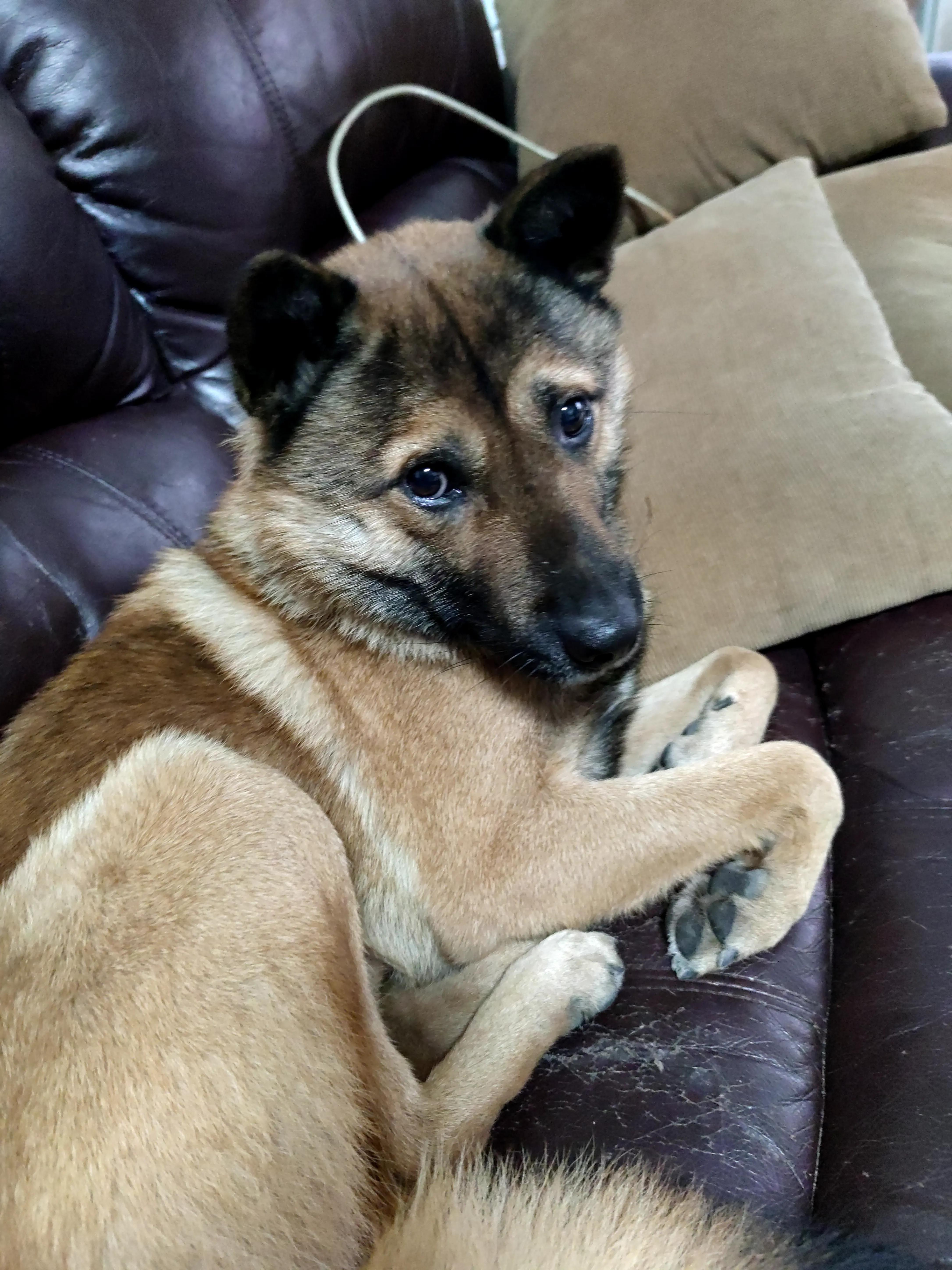 狗子能听懂人话不,狗子能听懂人话合集