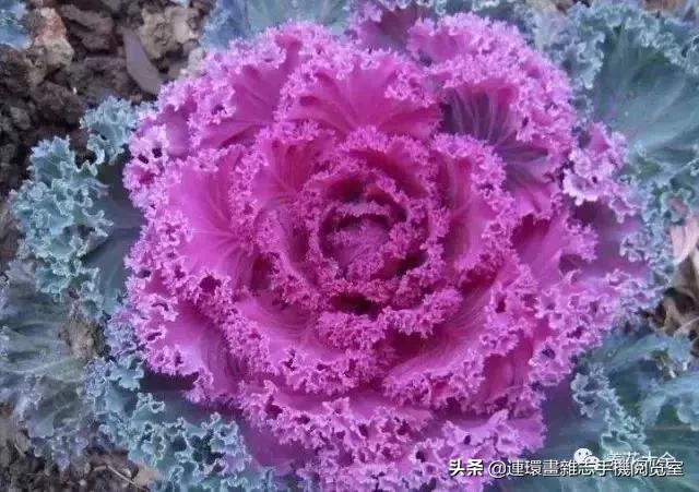 100种常见花卉植物图谱,100种花卉素描图谱