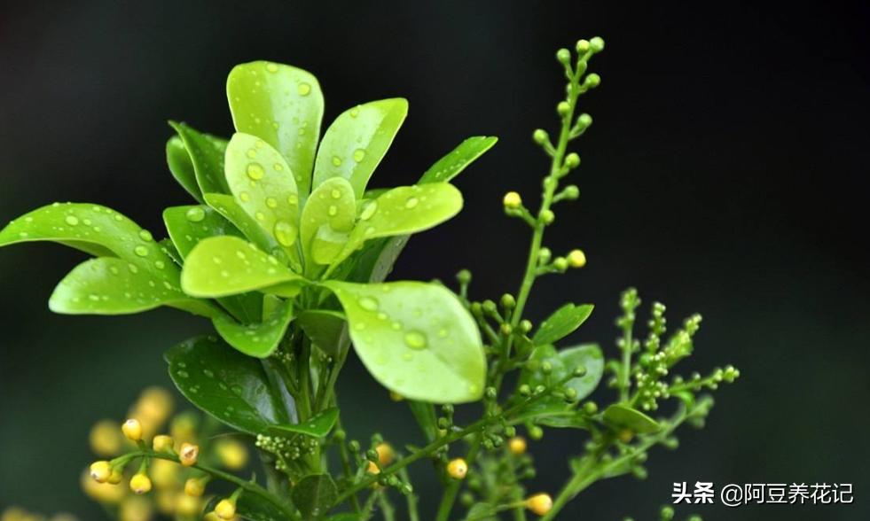 米兰有花骨朵但是不开花怎么回事,米兰只长叶子不开花该怎么办