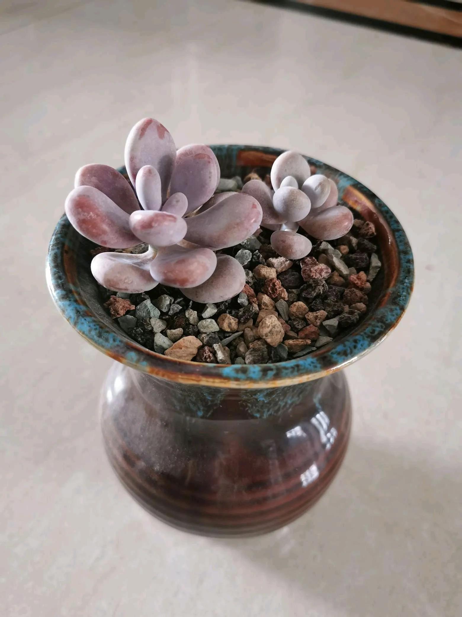 桃蛋徒长了还能恢复吗,桃蛋徒长叶片间距大怎么办