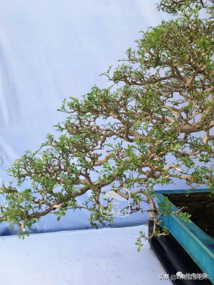 骞哥涔呬箙鐢滅敎铚滆湝,骞哥涔呬箙