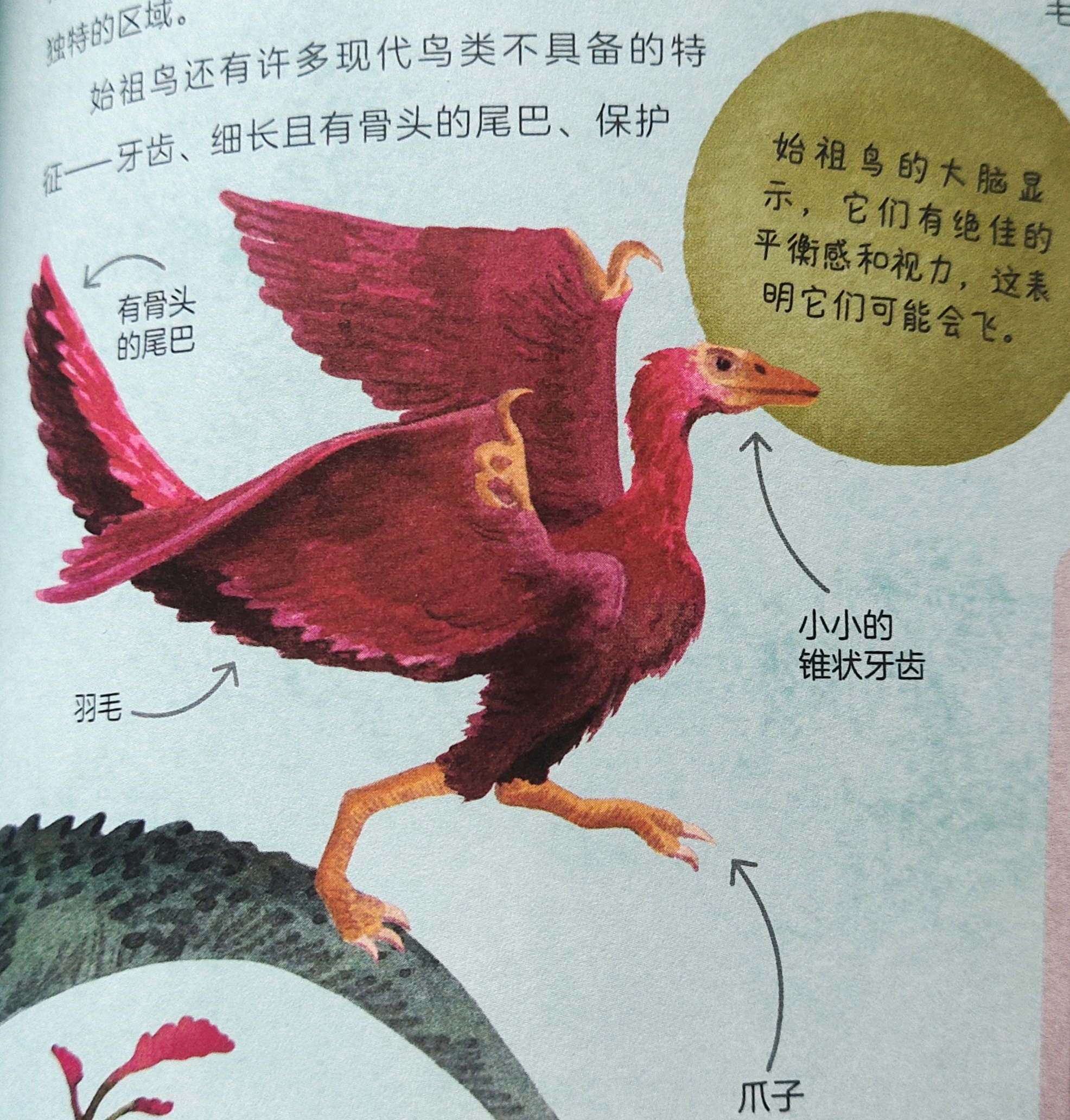 科学院恐龙科普视频,中科院的科普视频