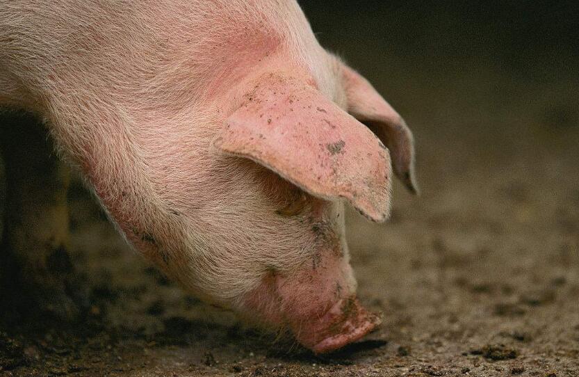 家里的猪流鼻涕是什么原因？其实“病”不简单，不一定就是感冒