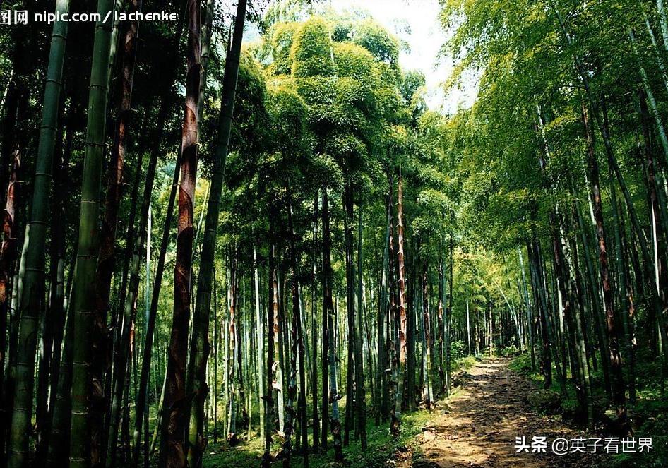 杭州的临安天目山,杭州的临安是哪个区