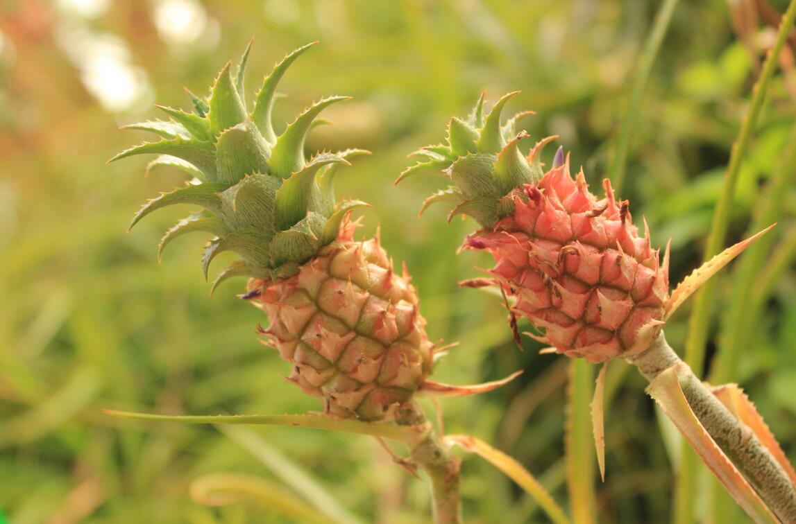 中山正宗神湾小菠萝,正宗的神湾菠萝