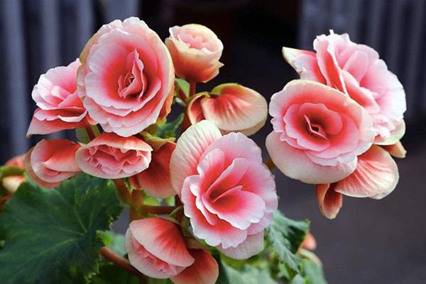 耐阴又开花植物有哪些品种,耐阴又容易开花的植物推荐