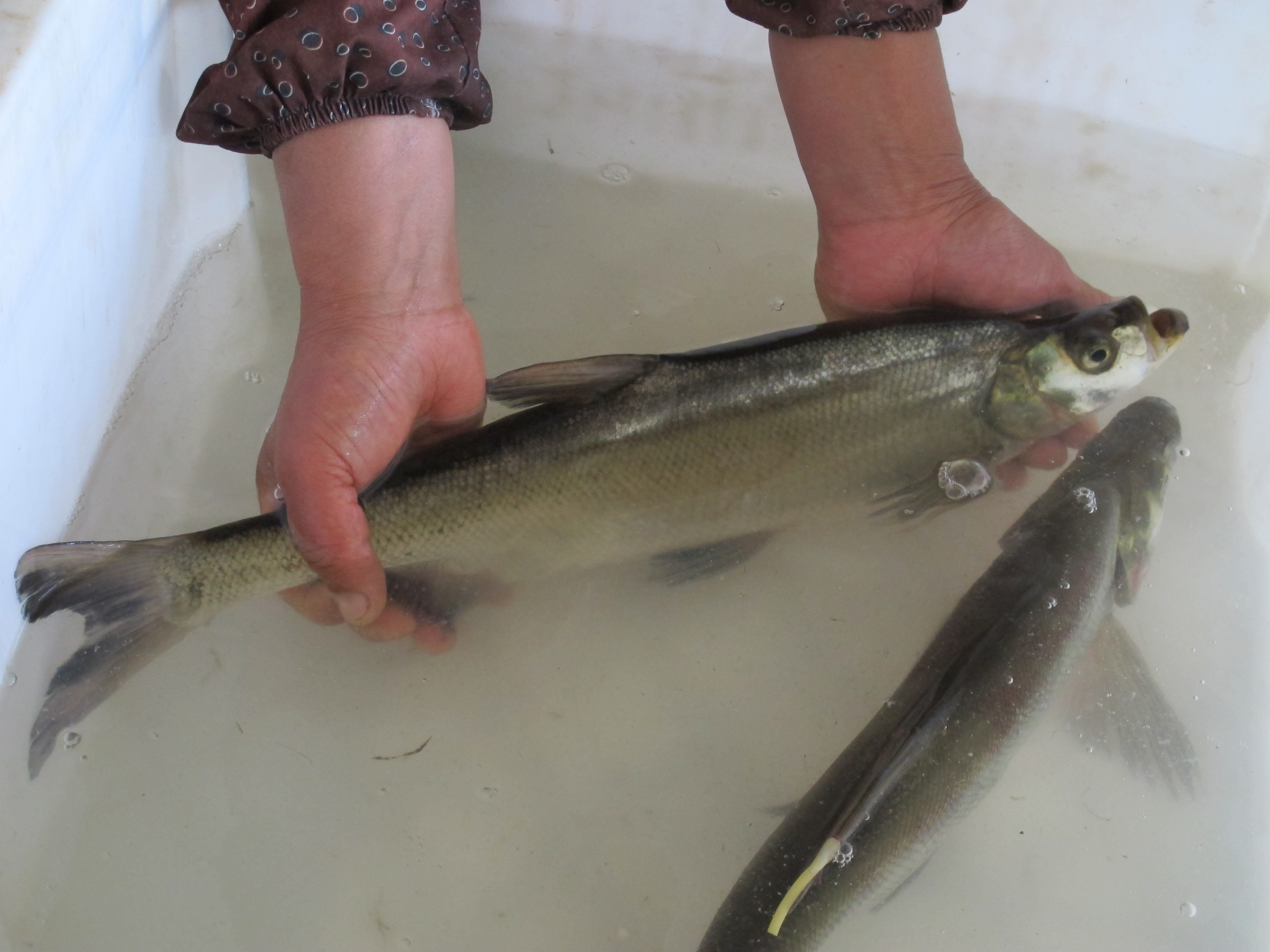 兴凯湖的大白鱼图片,兴凯湖纯野生大白鱼