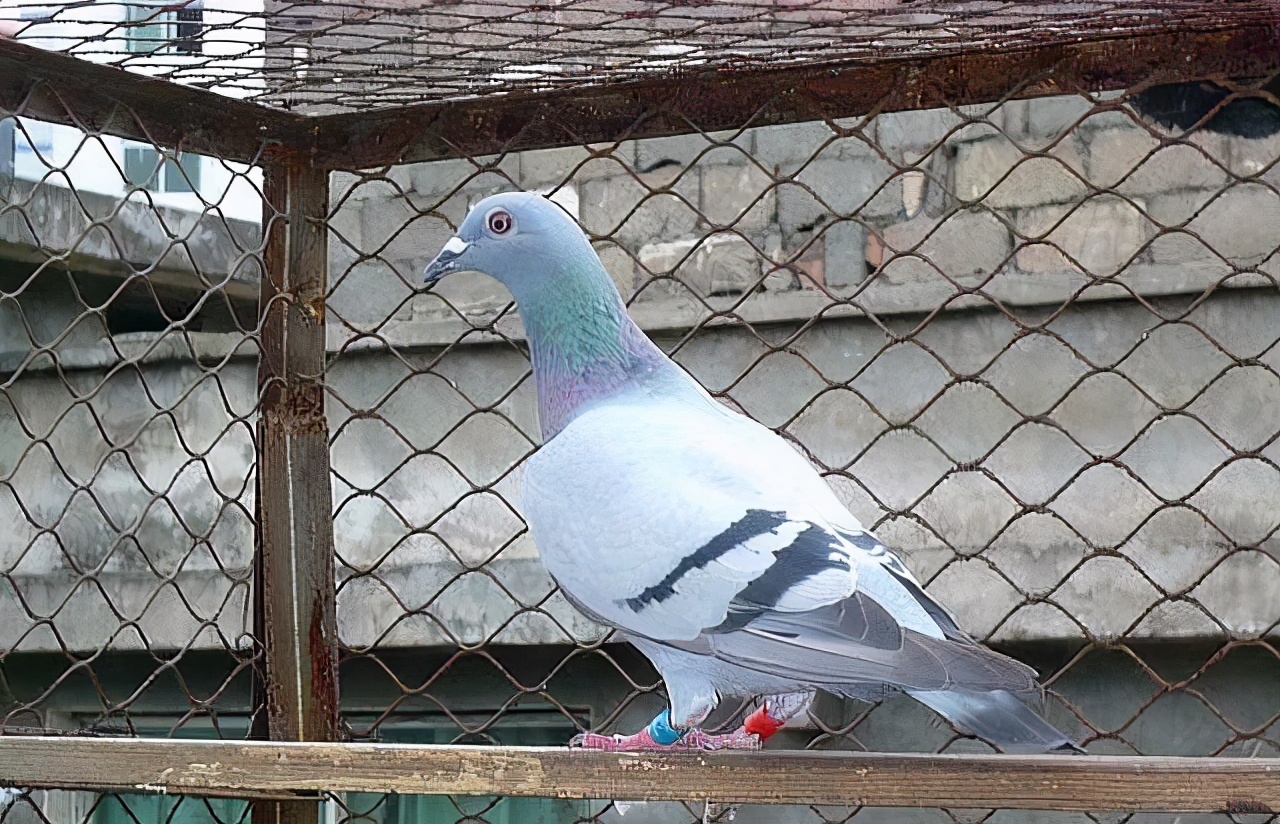 种赛鸽顽固性水便怎么办？