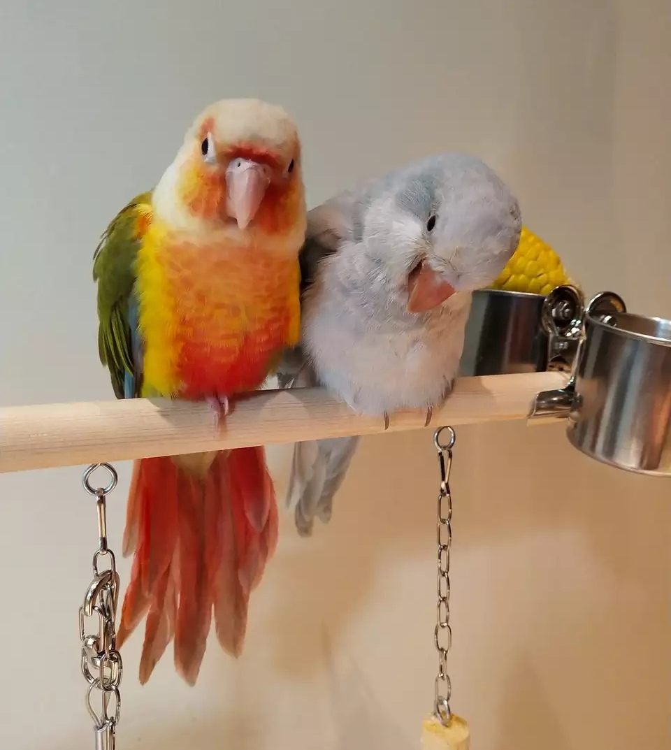 小太阳鹦鹉以后价格会上涨吗,小太阳鹦鹉现在多少钱一只了