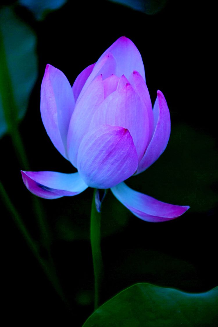 洛阳中国国花园荷花,洛阳国花园的荷花