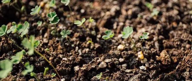 灏忓鐢熺妞嶈懌鑺︾殑鎰熸偀,绉嶈懌鑺︾殑鏁欏鐩爣