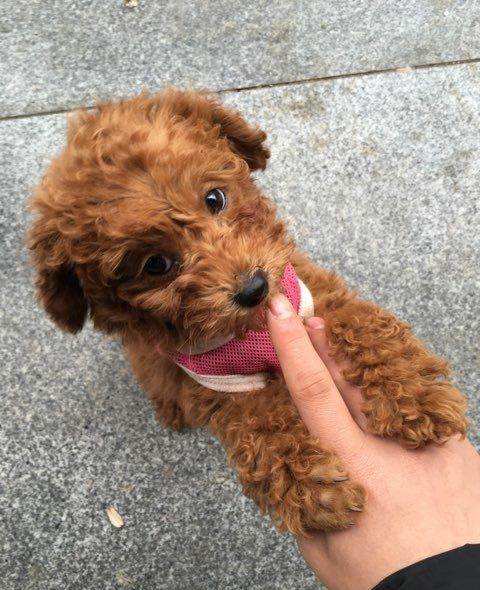 泰迪犯错该怎么惩罚她,泰迪犯错了怎么才能让它长教训